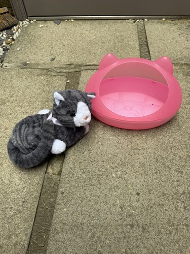 Baby born cat - born, with